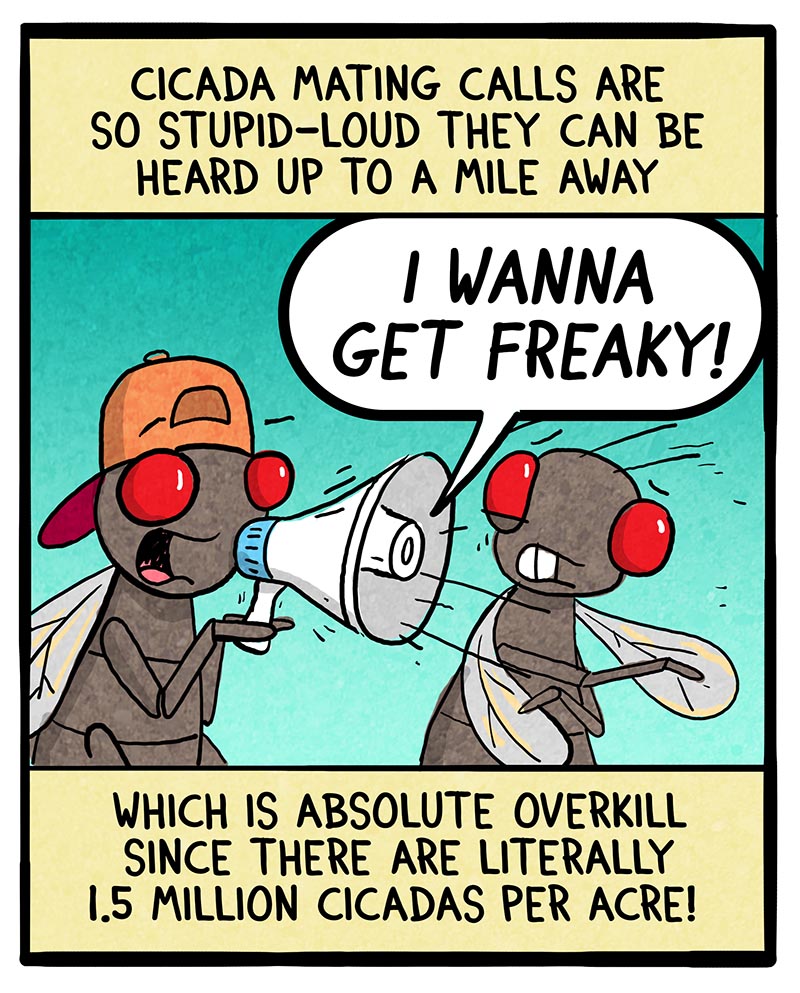 https://cdn.tinyview.com/fowl-language/2024/06/07/cicada-bros/cicada-bros-2.jpg
