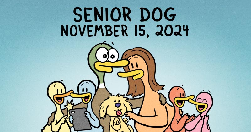Senior Dog
