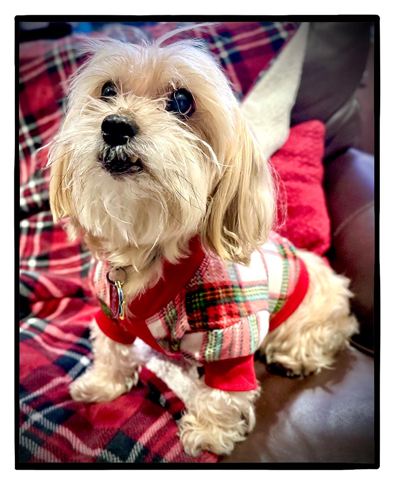 https://cdn.tinyview.com/fowl-language/2024/12/06/christmas-pajamas/christmas-pajamas-3.jpg
