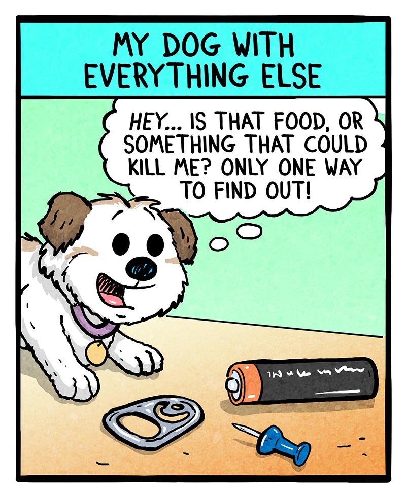 https://cdn.tinyview.com/fowl-language/2025/08/11/dog-food/dog-food-2.jpg