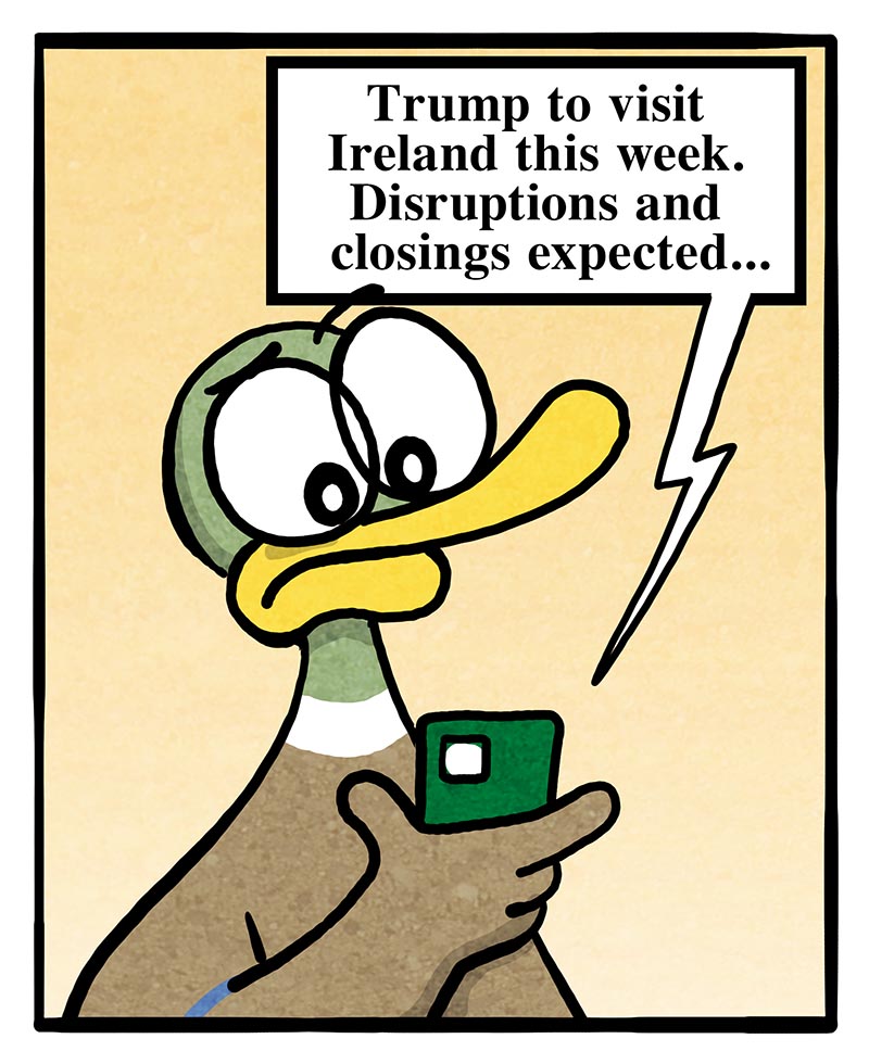 https://cdn.tinyview.com/fowl-language/2026/09/06/an-irish-hello/an-irish-hello-2.jpg