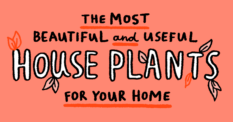 The Most Beautiful And Useful Houseplants For Your Home