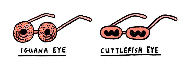 https://cdn.tinyview.com/gemma/2021/06/06/nature-inspired-sunglasses/4.jpg