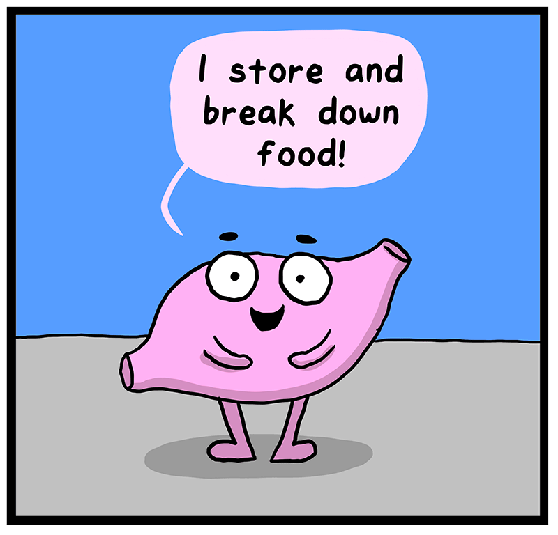 https://cdn.tinyview.com/heart-and-brain/2023/03/28/the-human-body/6FFA80FC-B534-4454-A911-DAA59EC3BF0B.png