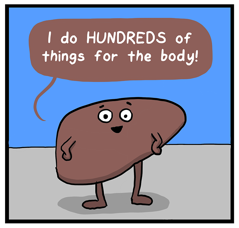 https://cdn.tinyview.com/heart-and-brain/2023/03/28/the-human-body/F52722AB-FC76-400C-B270-8DFC58A21CAF.png