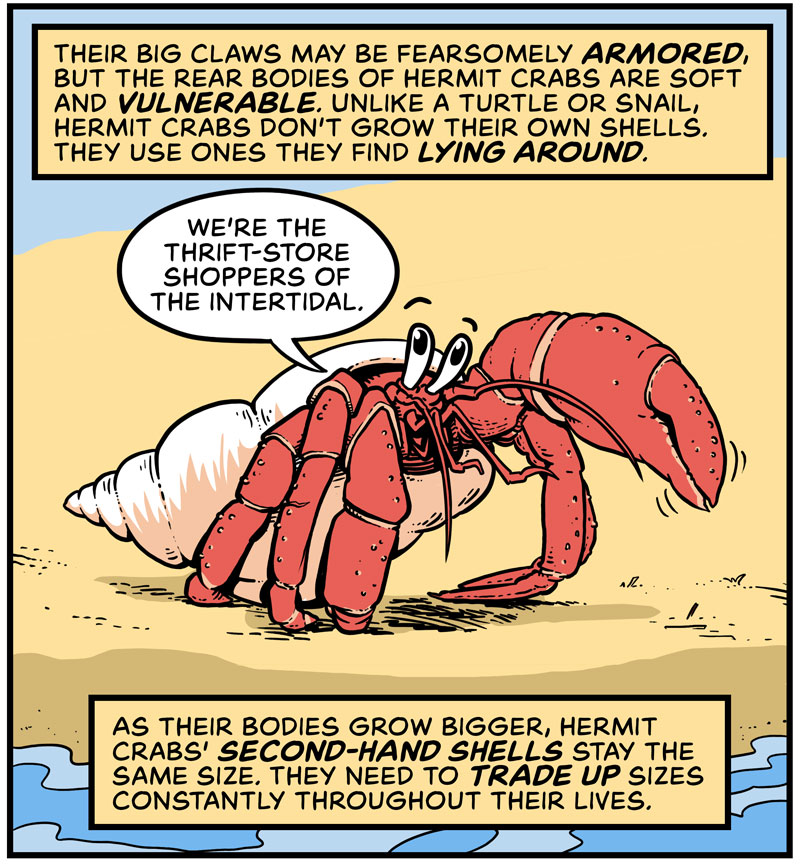 https://cdn.tinyview.com/in-science-we-trust/2025/06/11/did-you-know-hermit-crabs-line-up-for-shells/DYK-Hermit-Crabs-1.jpg