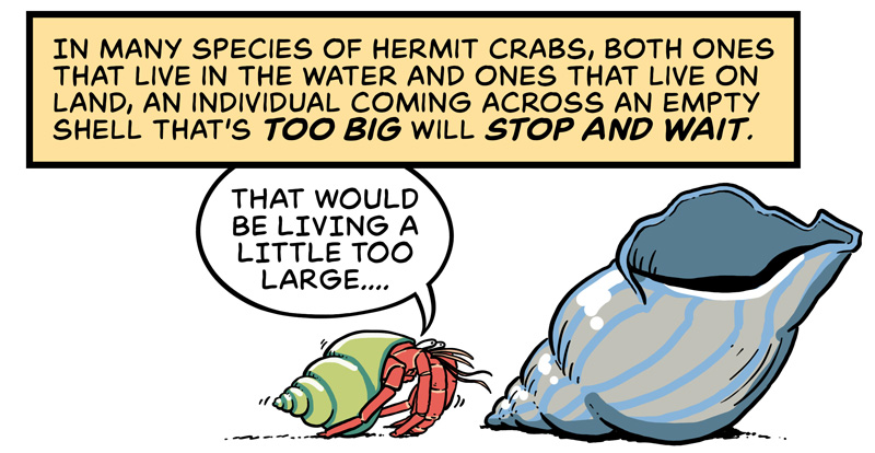 https://cdn.tinyview.com/in-science-we-trust/2025/06/11/did-you-know-hermit-crabs-line-up-for-shells/DYK-Hermit-Crabs-2.jpg