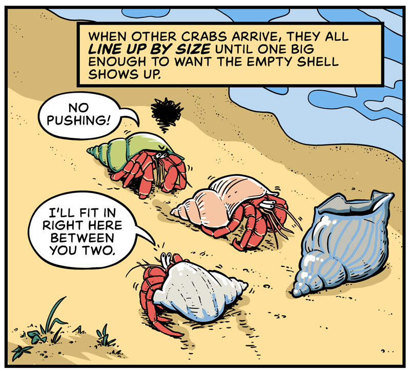 https://cdn.tinyview.com/in-science-we-trust/2025/06/11/did-you-know-hermit-crabs-line-up-for-shells/DYK-Hermit-Crabs-3.jpg