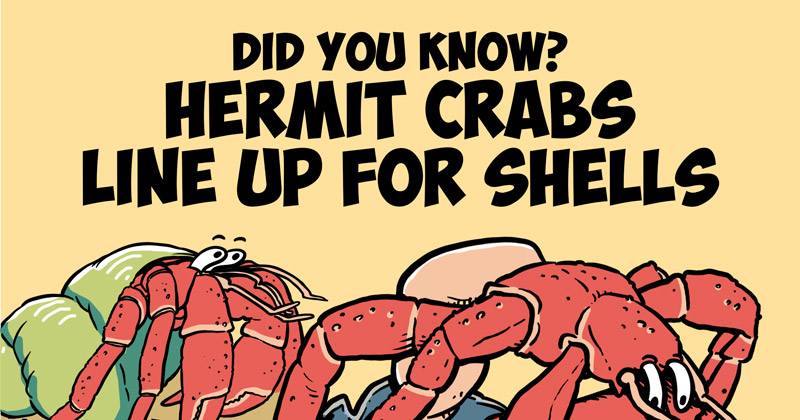 Did You Know? Hermit Crabs Line Up for Shells