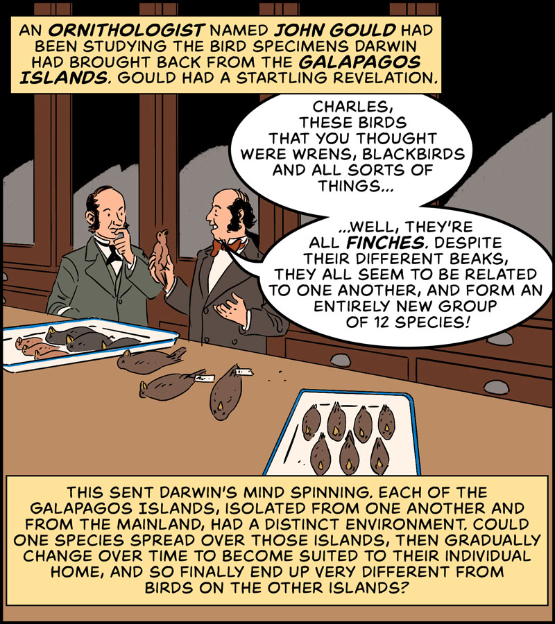 https://cdn.tinyview.com/in-science-we-trust/charles-darwin/part-3/origin-04-finches.jpg