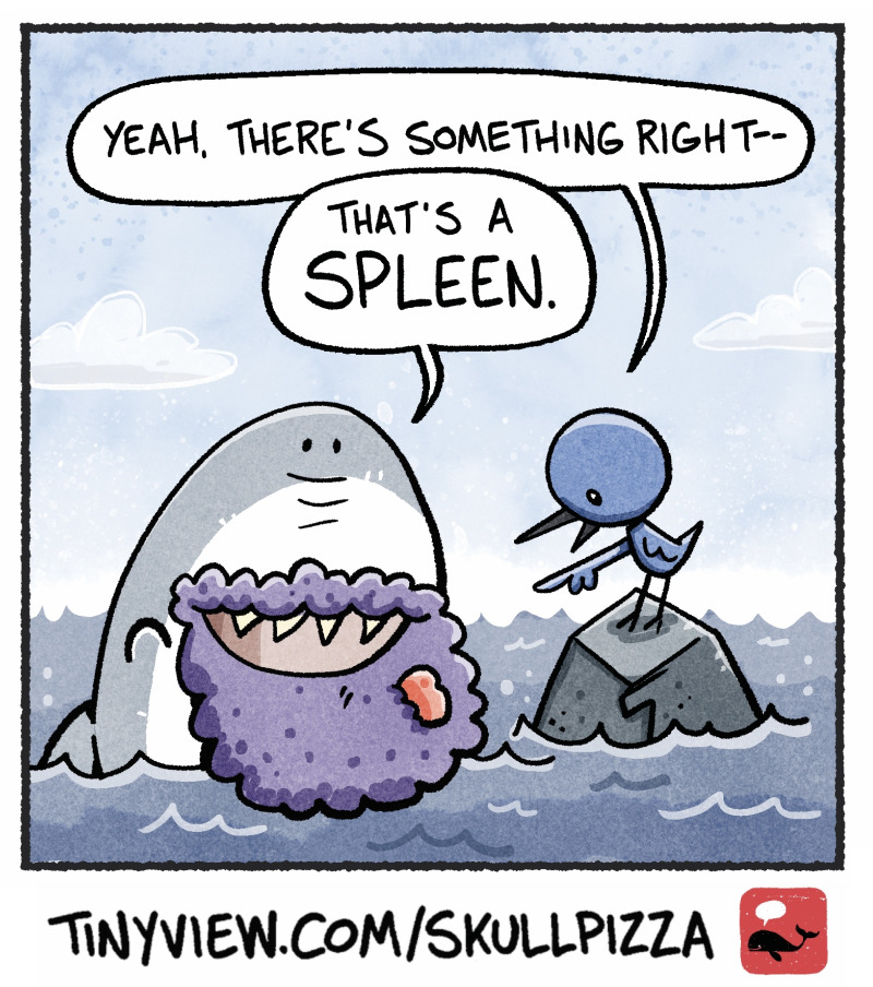 https://cdn.tinyview.com/skullpizza/2026/07/30/shork-week-weirdbeard/3panel.jpg