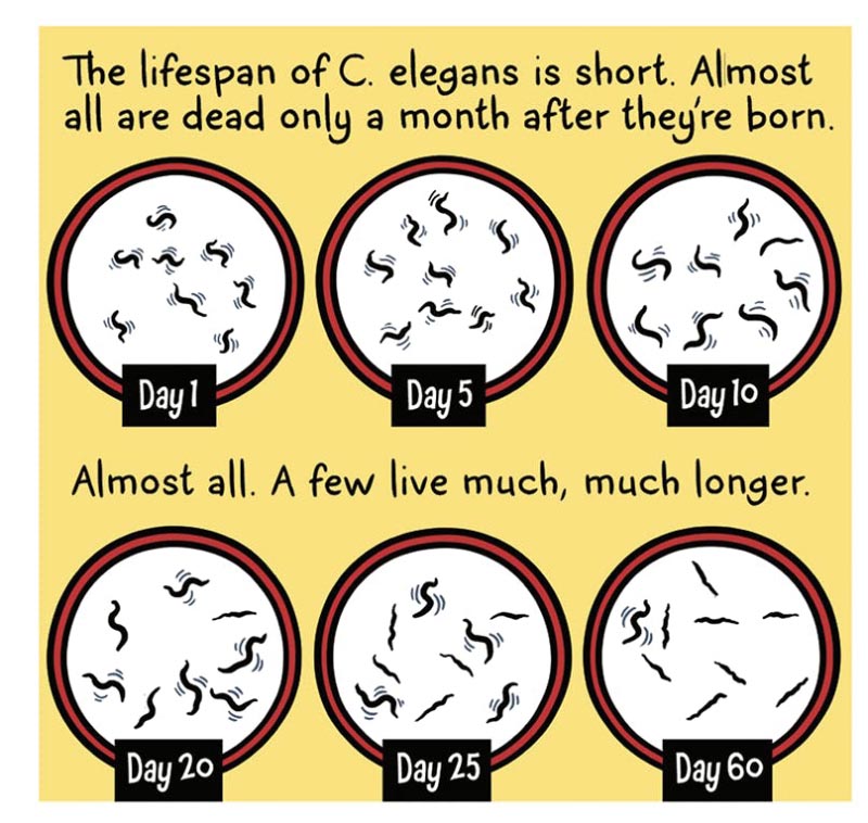 https://cdn.tinyview.com/thenib/2021/11/10/who-wants-to-live-forever/who-wants-to-live-forever-003-5fe.jpg
