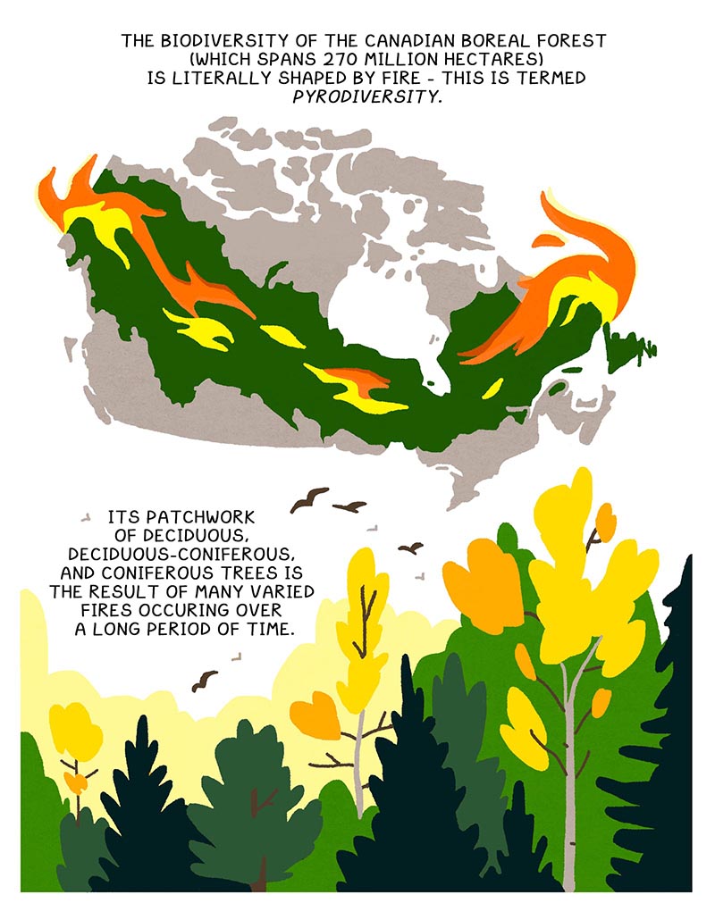 https://cdn.tinyview.com/thenib/2022/05/20/prescribed-burn/X2.jpg