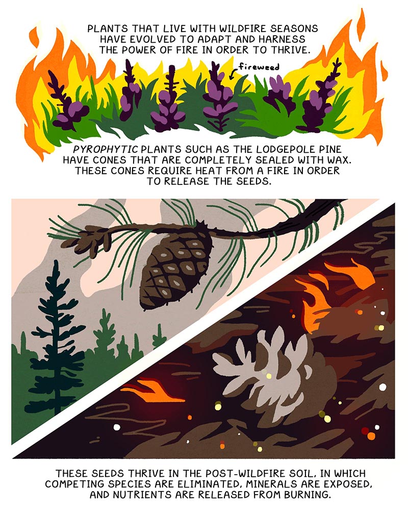 https://cdn.tinyview.com/thenib/2022/05/20/prescribed-burn/X3.jpg