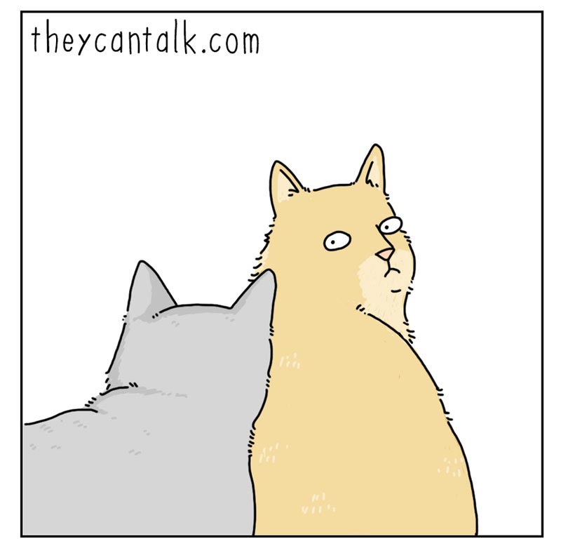 https://cdn.tinyview.com/they-can-talk/2022/06/03/kitchen/cat_kitchen_03.jpg