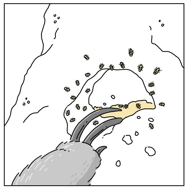 https://cdn.tinyview.com/they-can-talk/2022/07/11/nuts/anteater_ants2.jpg