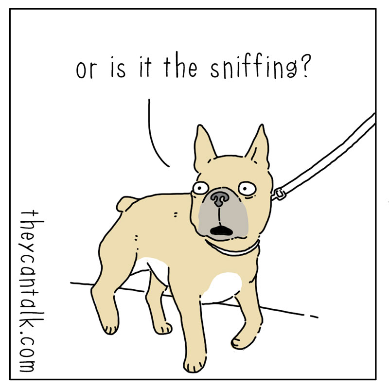 https://cdn.tinyview.com/they-can-talk/2022/09/09/walks/dog_walks_3.jpg