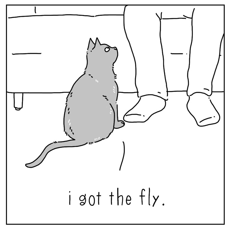 https://cdn.tinyview.com/they-can-talk/2022/09/30/success/cat_fly_4.jpg