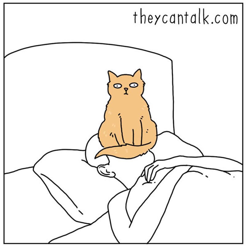 https://cdn.tinyview.com/they-can-talk/2023/01/13/inconspicuous/cat_inconspicuous4.jpg