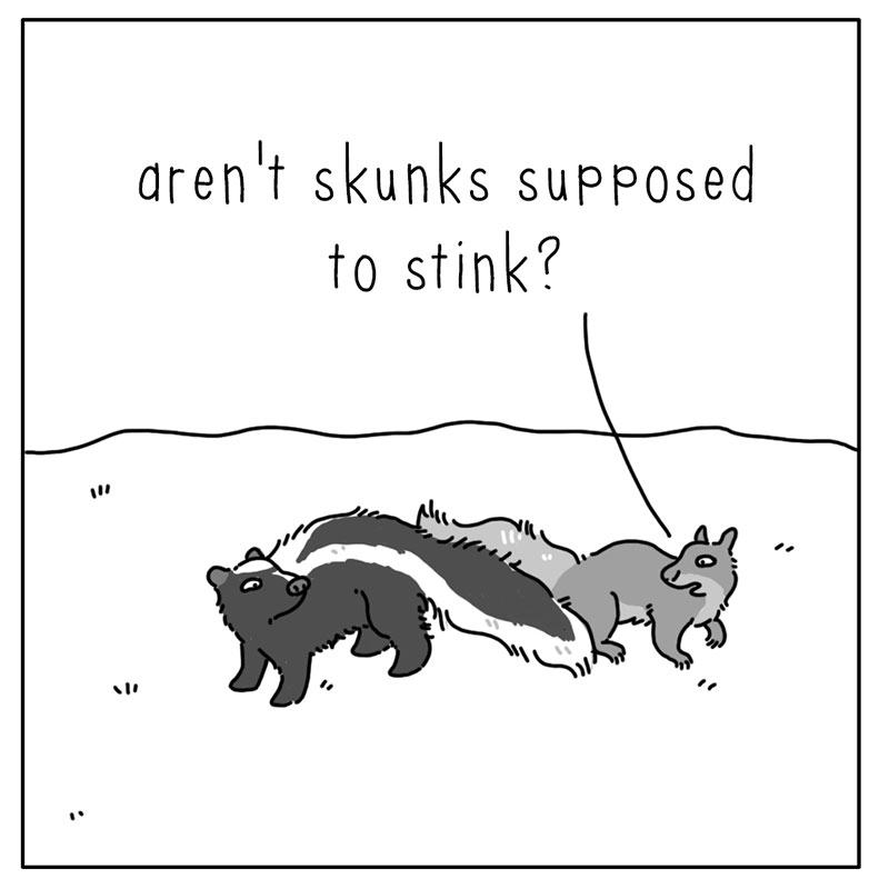 https://cdn.tinyview.com/they-can-talk/2023/01/23/stink/skunk_stink2.jpg