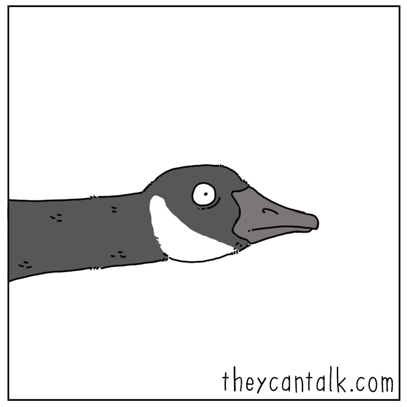 https://cdn.tinyview.com/they-can-talk/2023/02/02/leader/goose_leader4.jpg