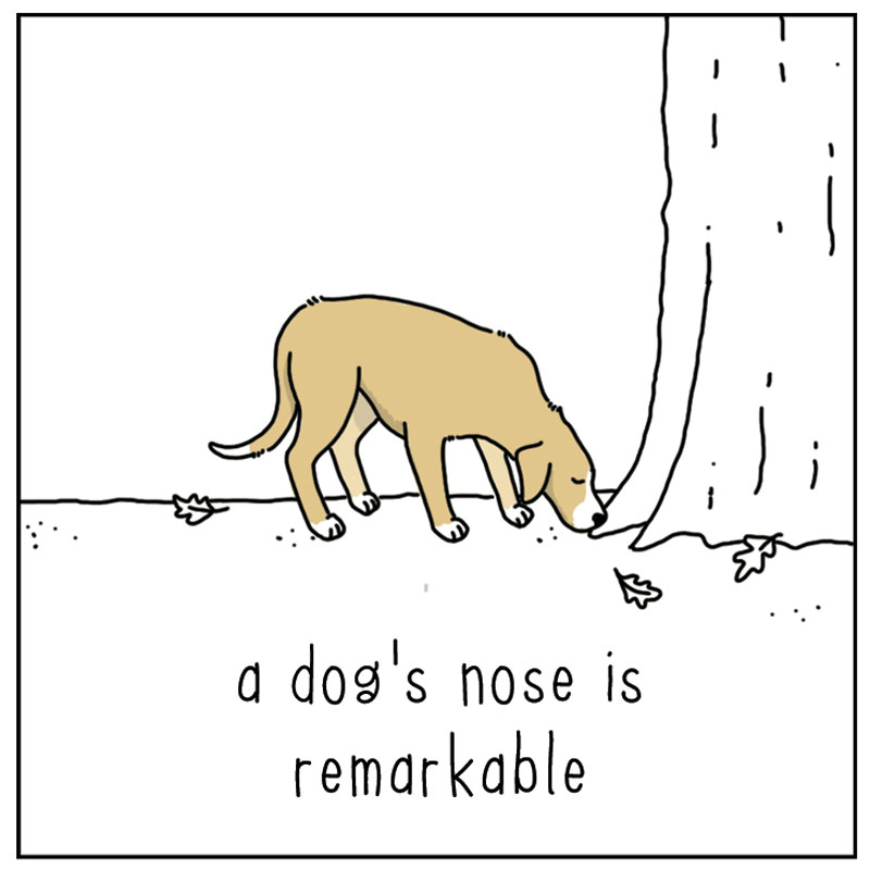 https://cdn.tinyview.com/they-can-talk/2023/02/10/remarkable/dog_remarkable1.jpg