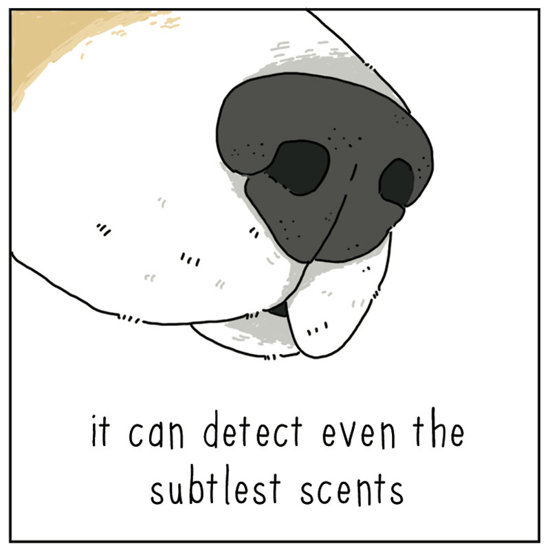 https://cdn.tinyview.com/they-can-talk/2023/02/10/remarkable/dog_remarkable2.jpg