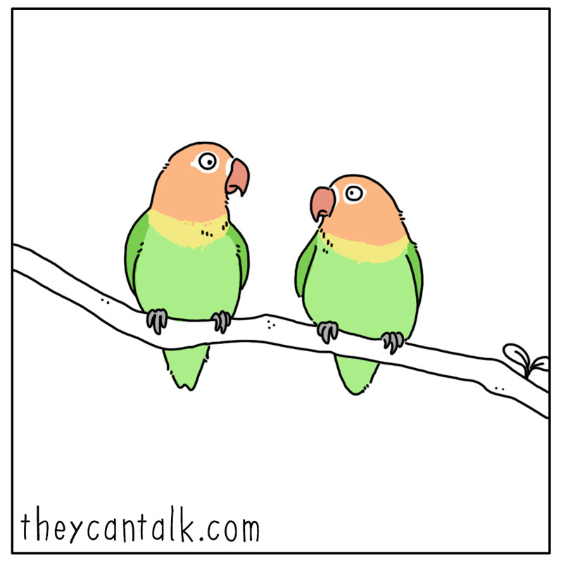 https://cdn.tinyview.com/they-can-talk/2023/02/13/lovebirds/bird_lovebirds3.jpg
