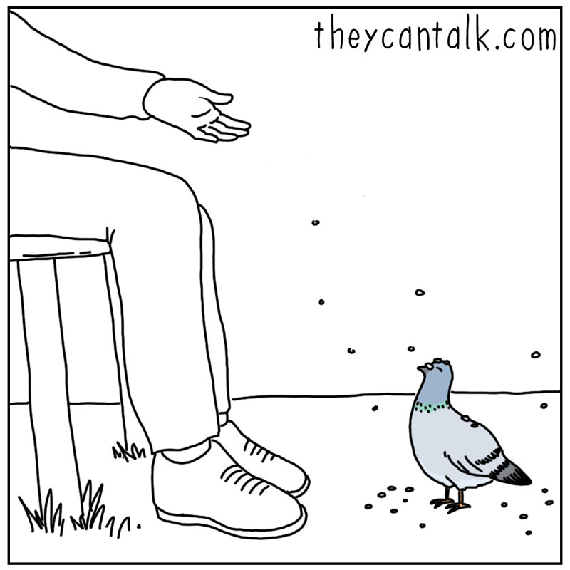 https://cdn.tinyview.com/they-can-talk/2023/02/24/directions/pigeon_seed2.jpg