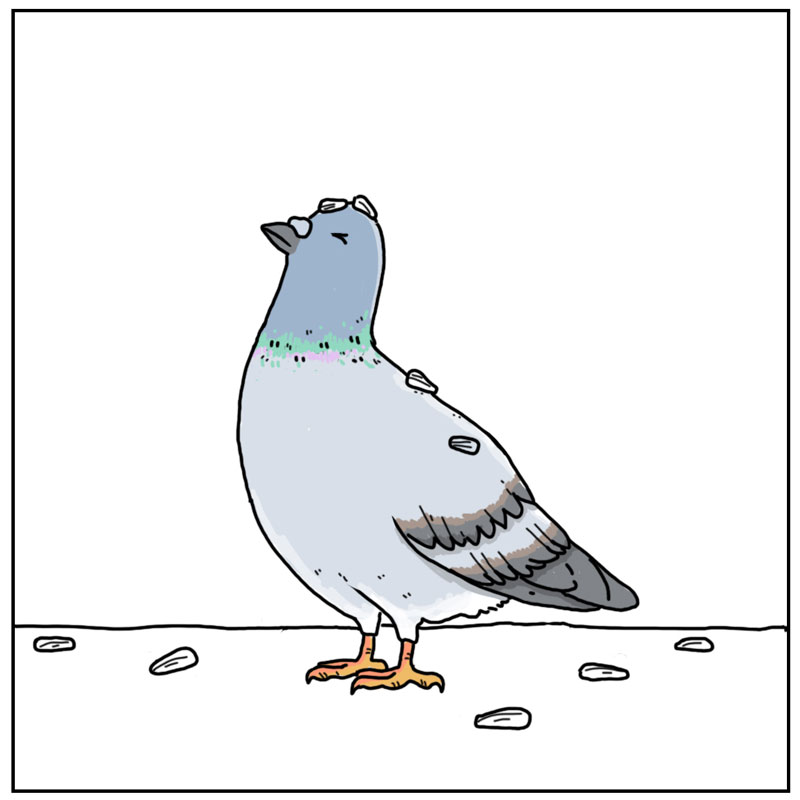 https://cdn.tinyview.com/they-can-talk/2023/02/24/directions/pigeon_seed3.jpg