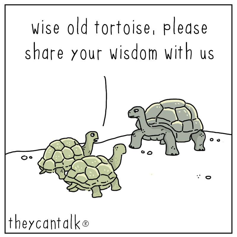 https://cdn.tinyview.com/they-can-talk/2023/04/10/wise/tortoise_wise1.jpg