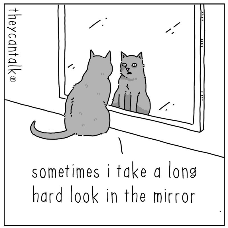 https://cdn.tinyview.com/they-can-talk/2023/04/17/mirror/cat_mirror1.jpg
