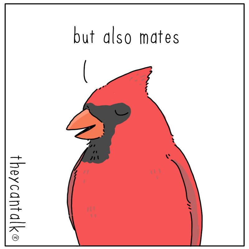 https://cdn.tinyview.com/they-can-talk/2023/04/24/bright/bird_colors3.jpg