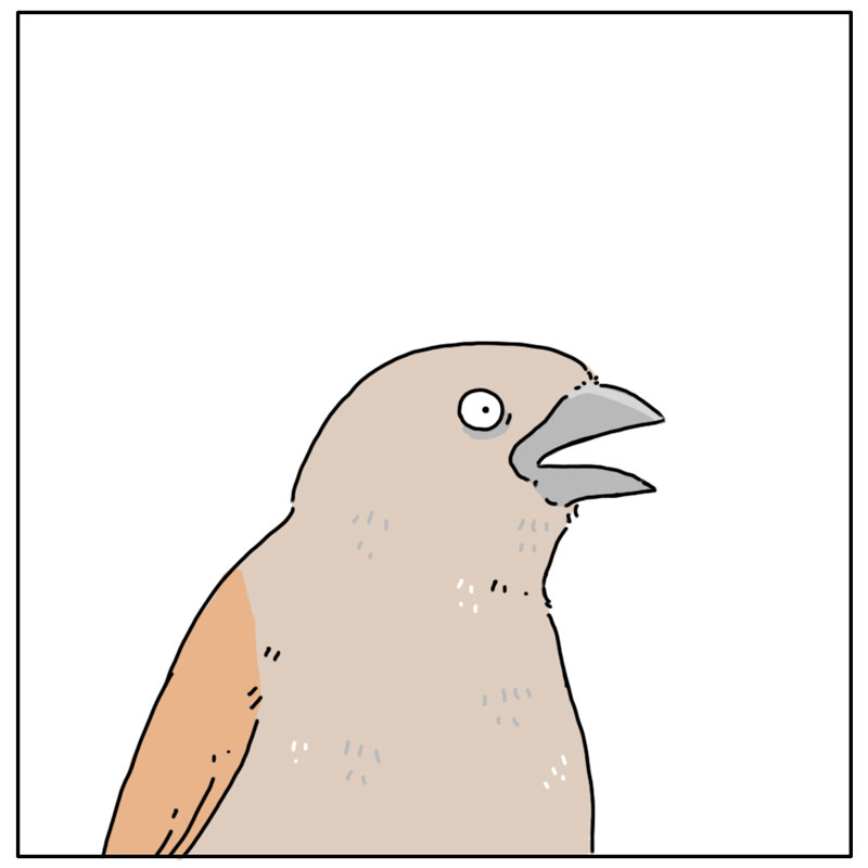 https://cdn.tinyview.com/they-can-talk/2023/04/24/bright/bird_colors4.jpg