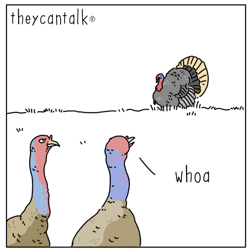 https://cdn.tinyview.com/they-can-talk/2023/05/01/fooled/turkey_fluff1.jpg