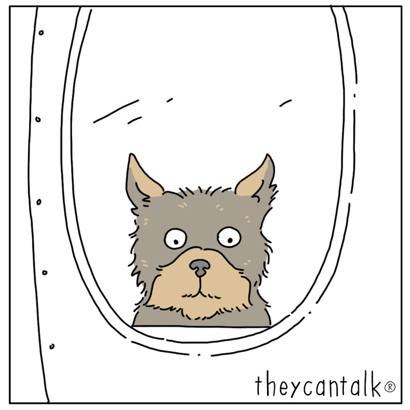 https://cdn.tinyview.com/they-can-talk/2023/05/08/plane/dog_plane3.jpg
