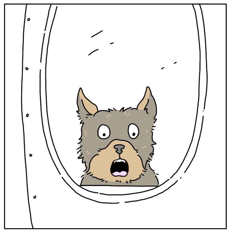 https://cdn.tinyview.com/they-can-talk/2023/05/08/plane/dog_plane4.jpg