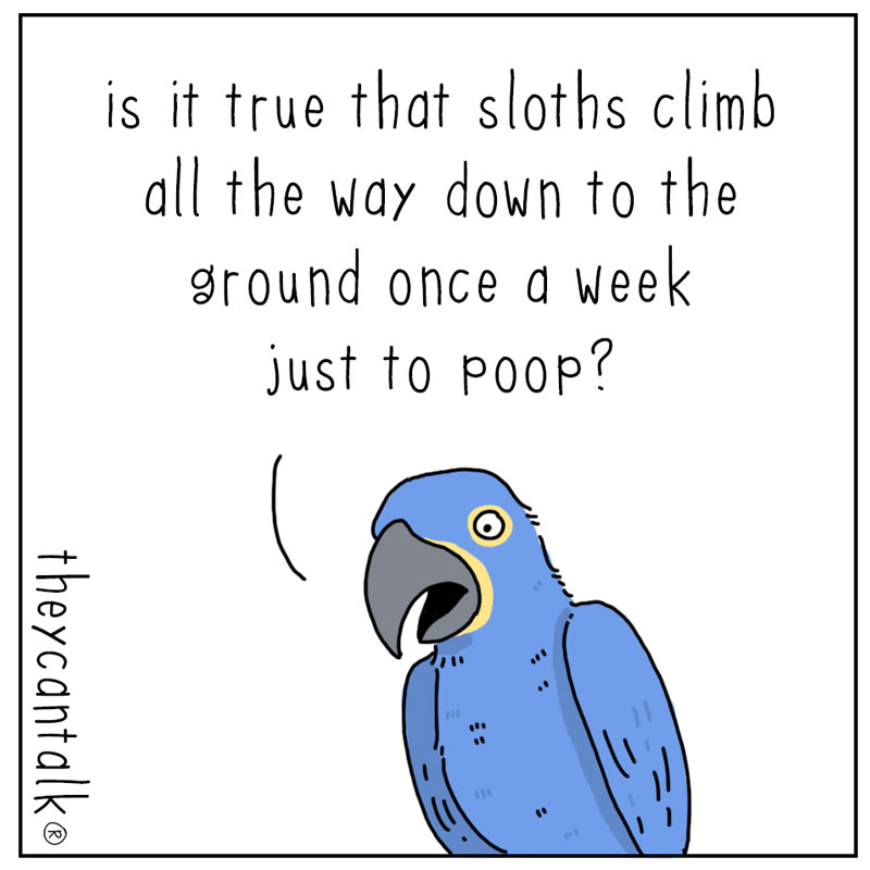 https://cdn.tinyview.com/they-can-talk/2023/05/22/lazy/sloth_lazy1.jpg