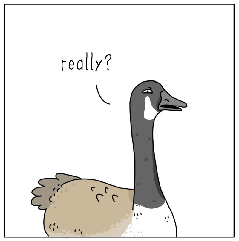 https://cdn.tinyview.com/they-can-talk/2023/05/29/honk/goose_honk2.jpg
