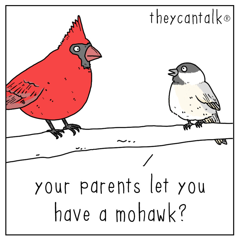 https://cdn.tinyview.com/they-can-talk/2023/06/02/mohawk/cardinal_mohawk1.jpg