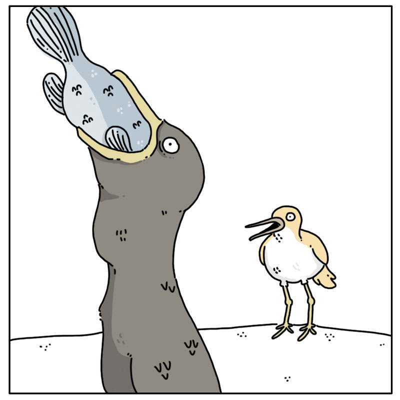 https://cdn.tinyview.com/they-can-talk/2023/06/16/feed/bird_swallow3.jpg
