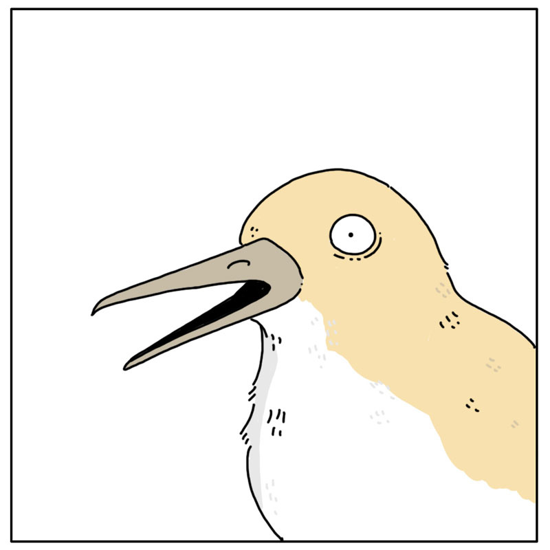 https://cdn.tinyview.com/they-can-talk/2023/06/16/feed/bird_swallow4.jpg