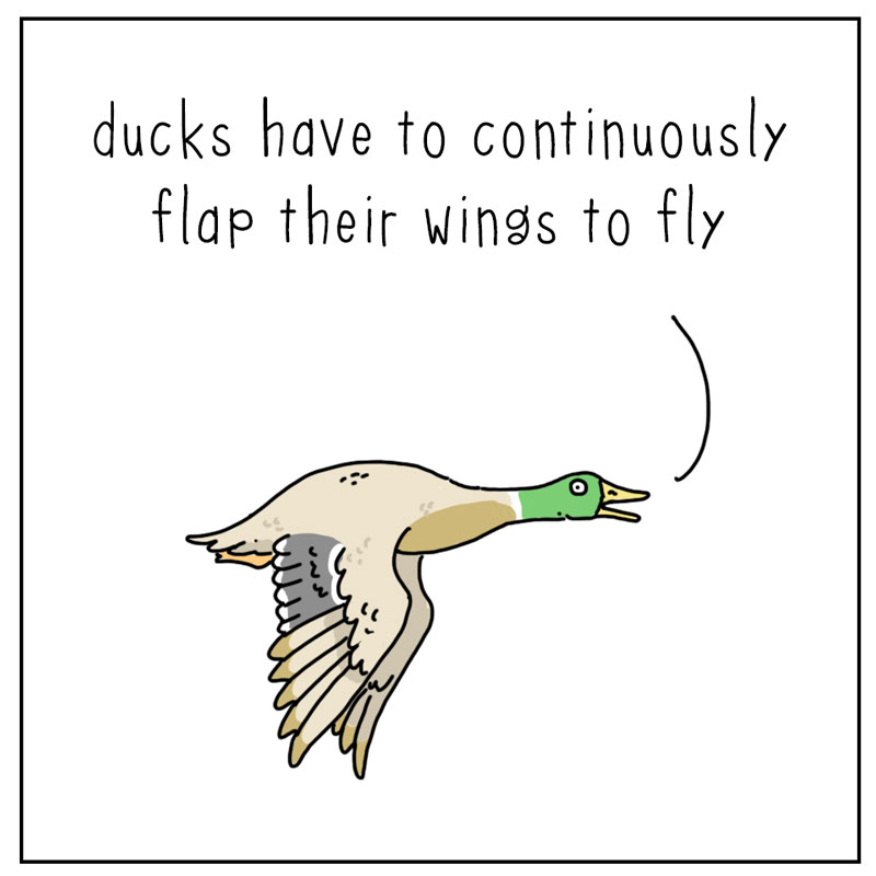 https://cdn.tinyview.com/they-can-talk/2023/06/26/soar/duck_soar1.jpg