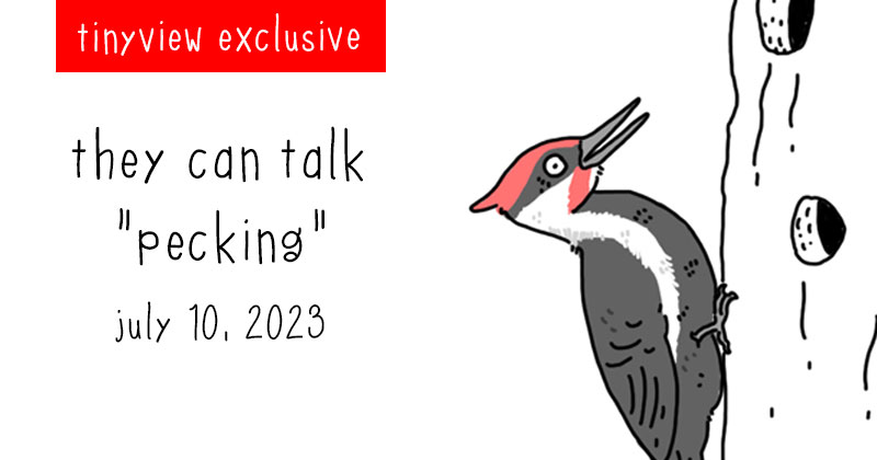 pecking