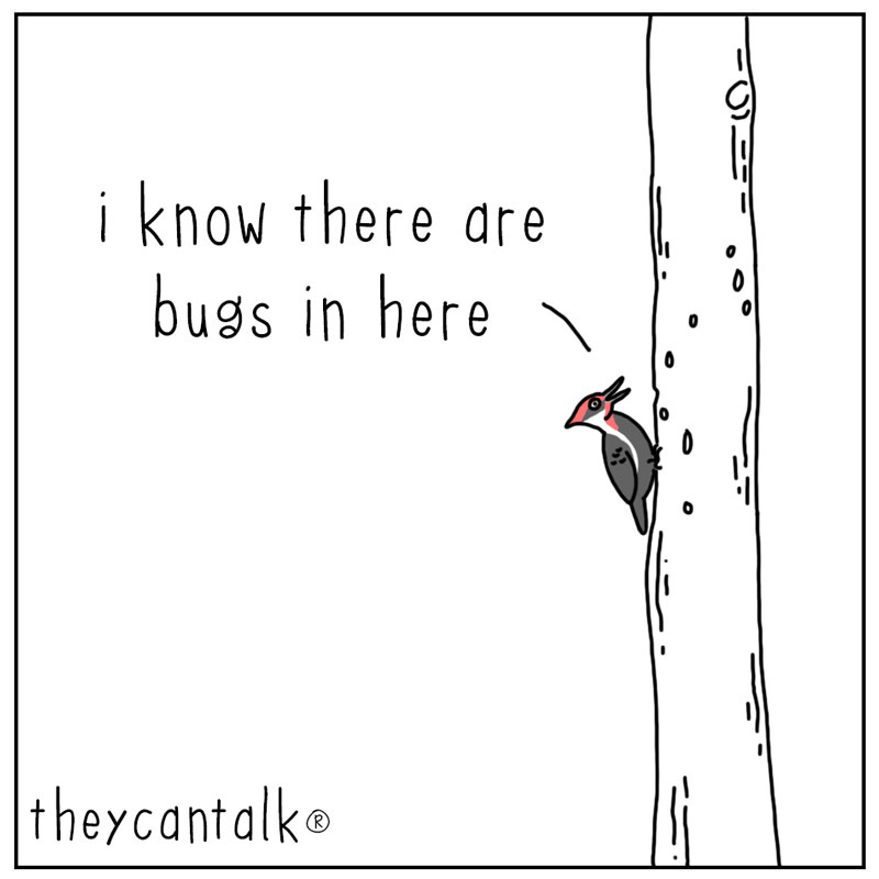 https://cdn.tinyview.com/they-can-talk/2023/07/10/pecking/woodpecker_laughing1.jpg