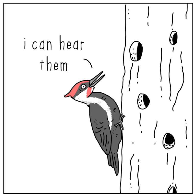 https://cdn.tinyview.com/they-can-talk/2023/07/10/pecking/woodpecker_laughing2.jpg