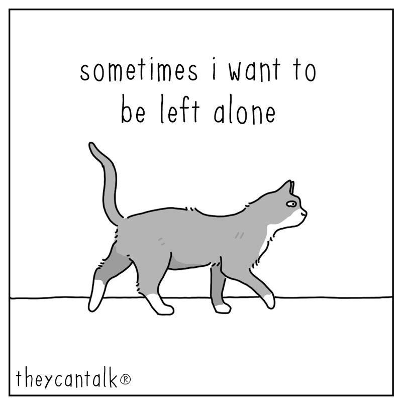 https://cdn.tinyview.com/they-can-talk/2023/08/21/attention/cat_attention.jpg