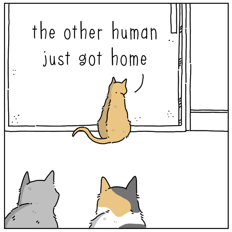https://cdn.tinyview.com/they-can-talk/2023/10/02/showtime/cat_training1.jpg