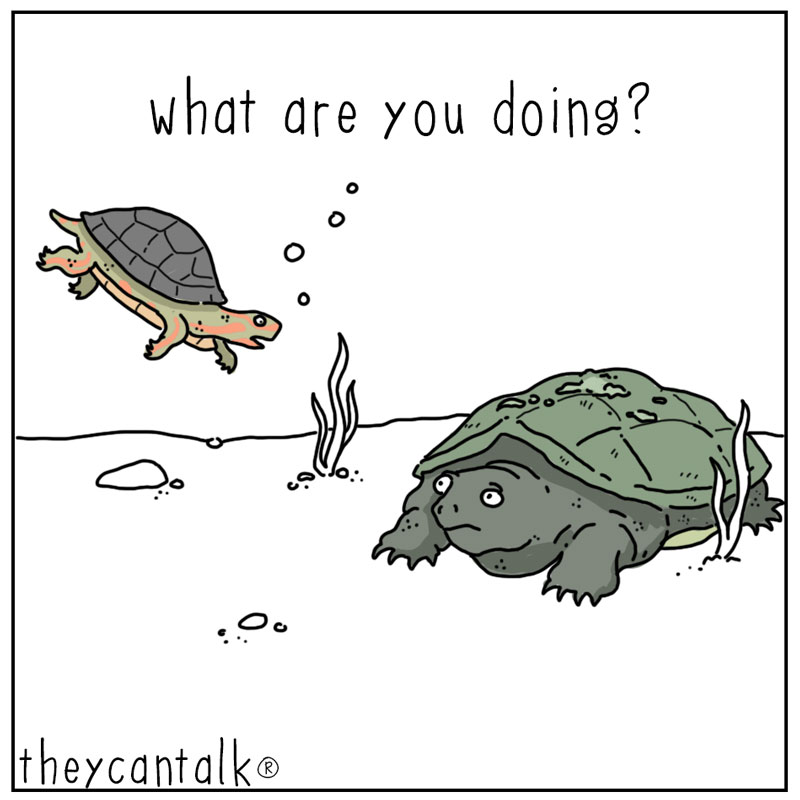 https://cdn.tinyview.com/they-can-talk/2023/10/09/hunting/turtle_hunting1.jpg