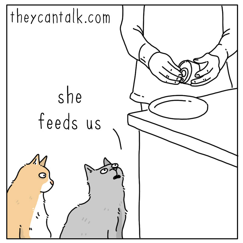https://cdn.tinyview.com/they-can-talk/2023/10/13/meowing/cat_meowing1.jpg